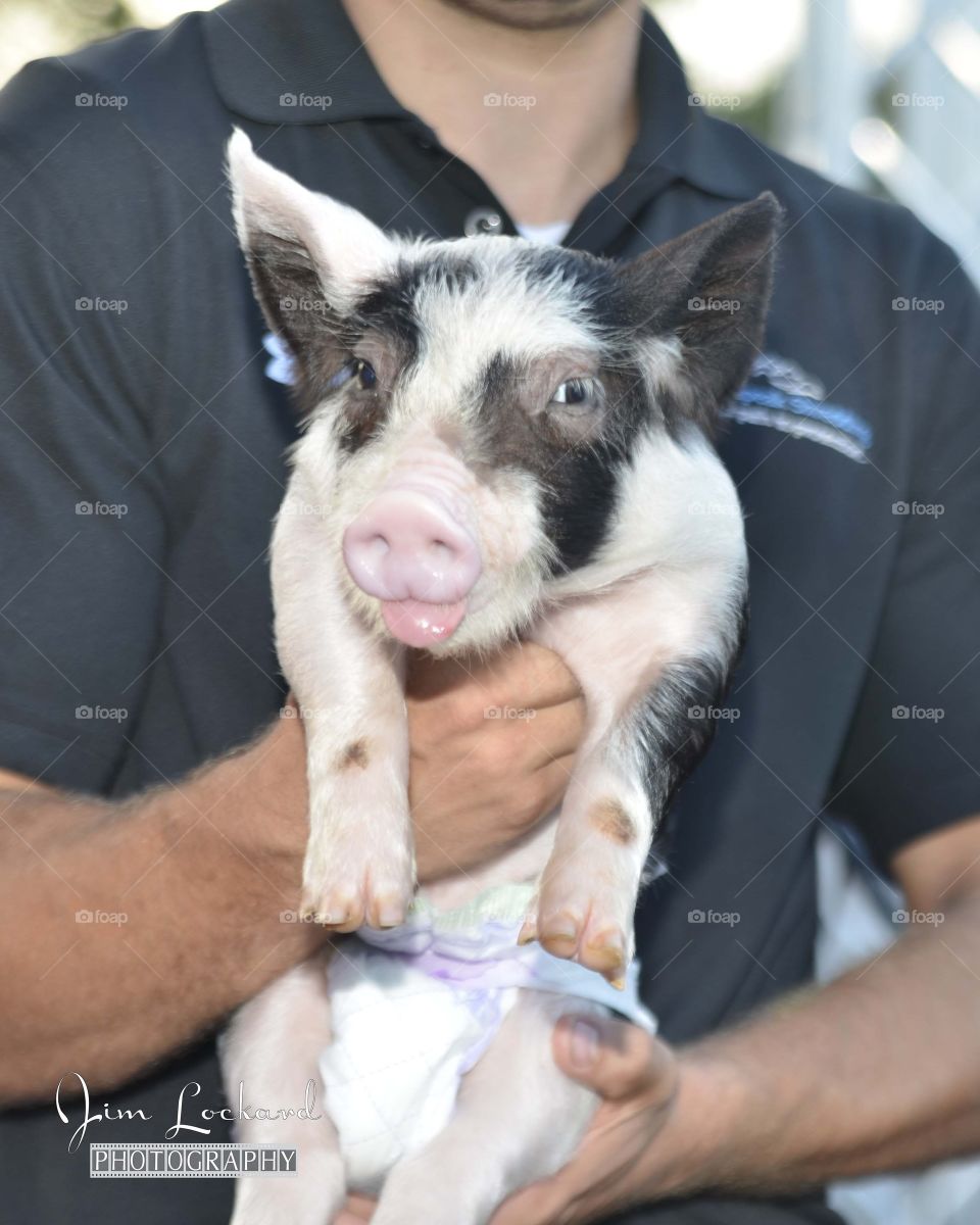 Harford County Kiss a Pig fundraiser for the Boys and Girls Club