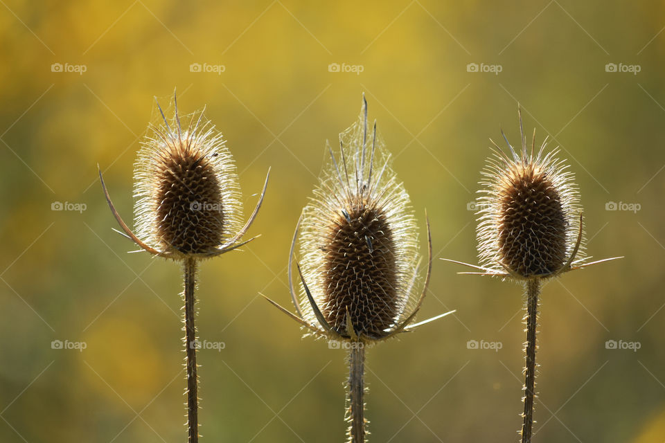 First sign of autumn. Teasel heads. Fall season. Closeup of three dry spiderwebbed heads of wild teasel or fuller’s teasel or Thistles (Dipsacus fullonum) 