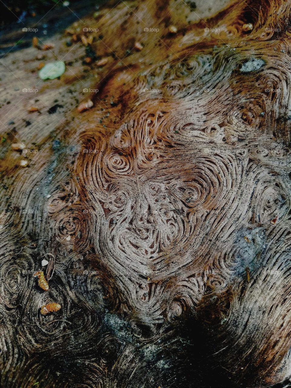 Olive tree after being struck by lightning