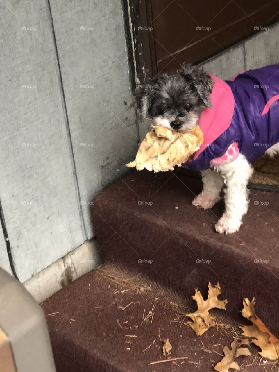 My dog Cloe with a prized piece of chicken in her mouth. I was taking my three dogs outside when I noticed she has something in her mouth. It looked like a leaf but on further inspection I realized it was piece of chicken from the garbage. 