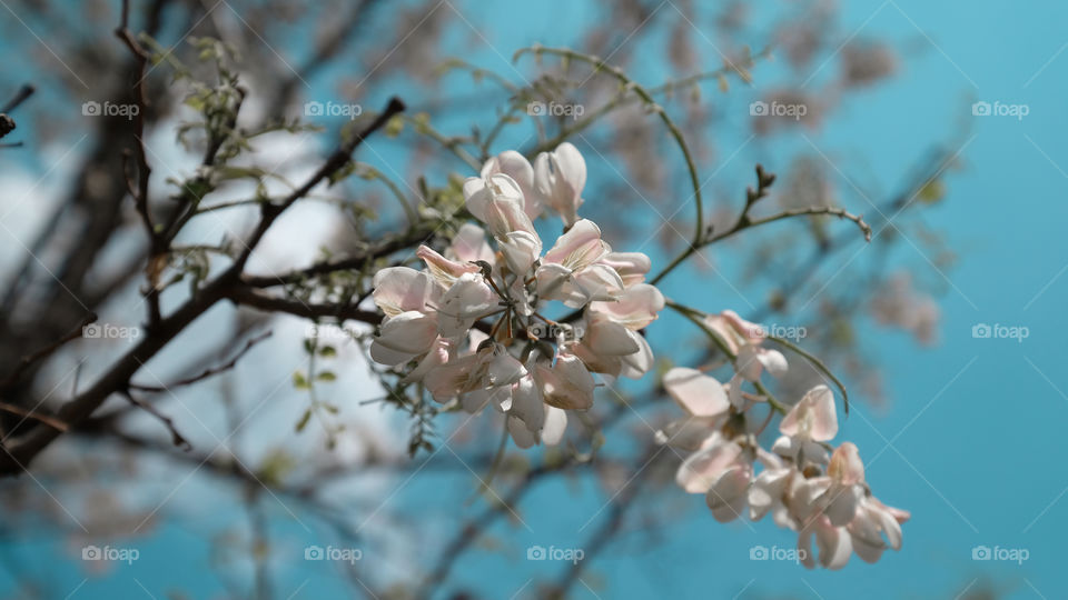 a locust tree in bloom