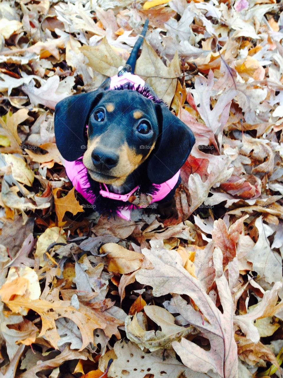 Lilly in leaves 