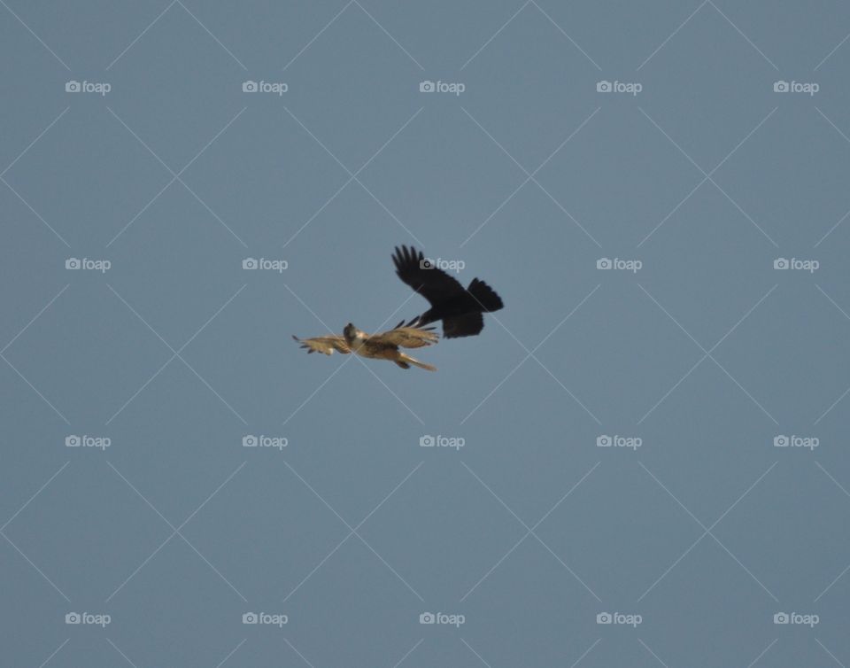 Black crow chasing hawk