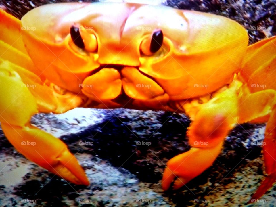 crab