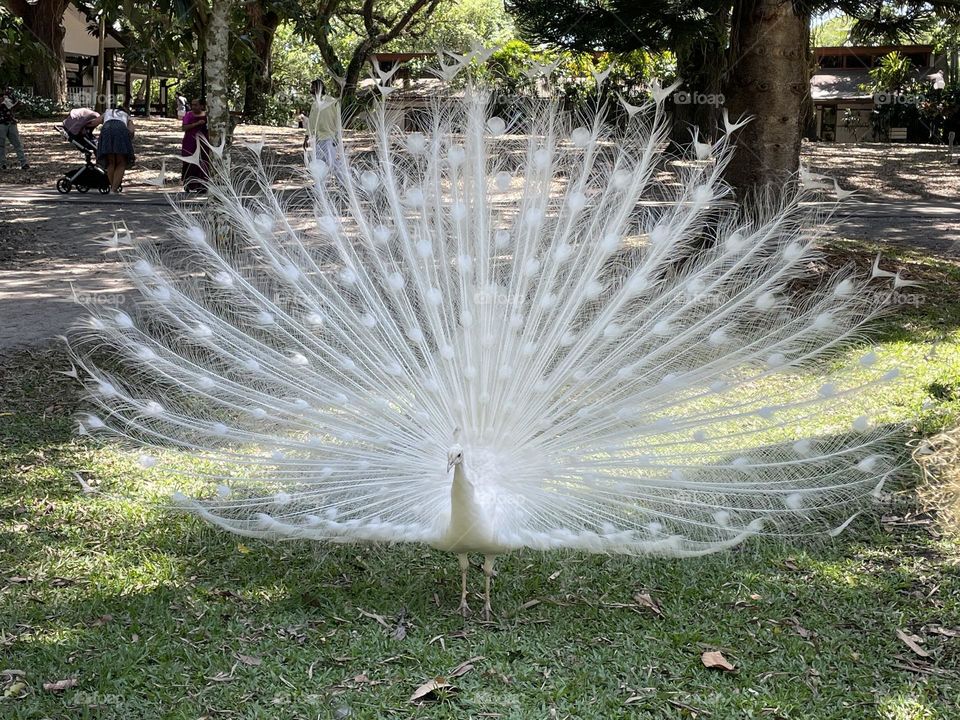 Purest of white peacock