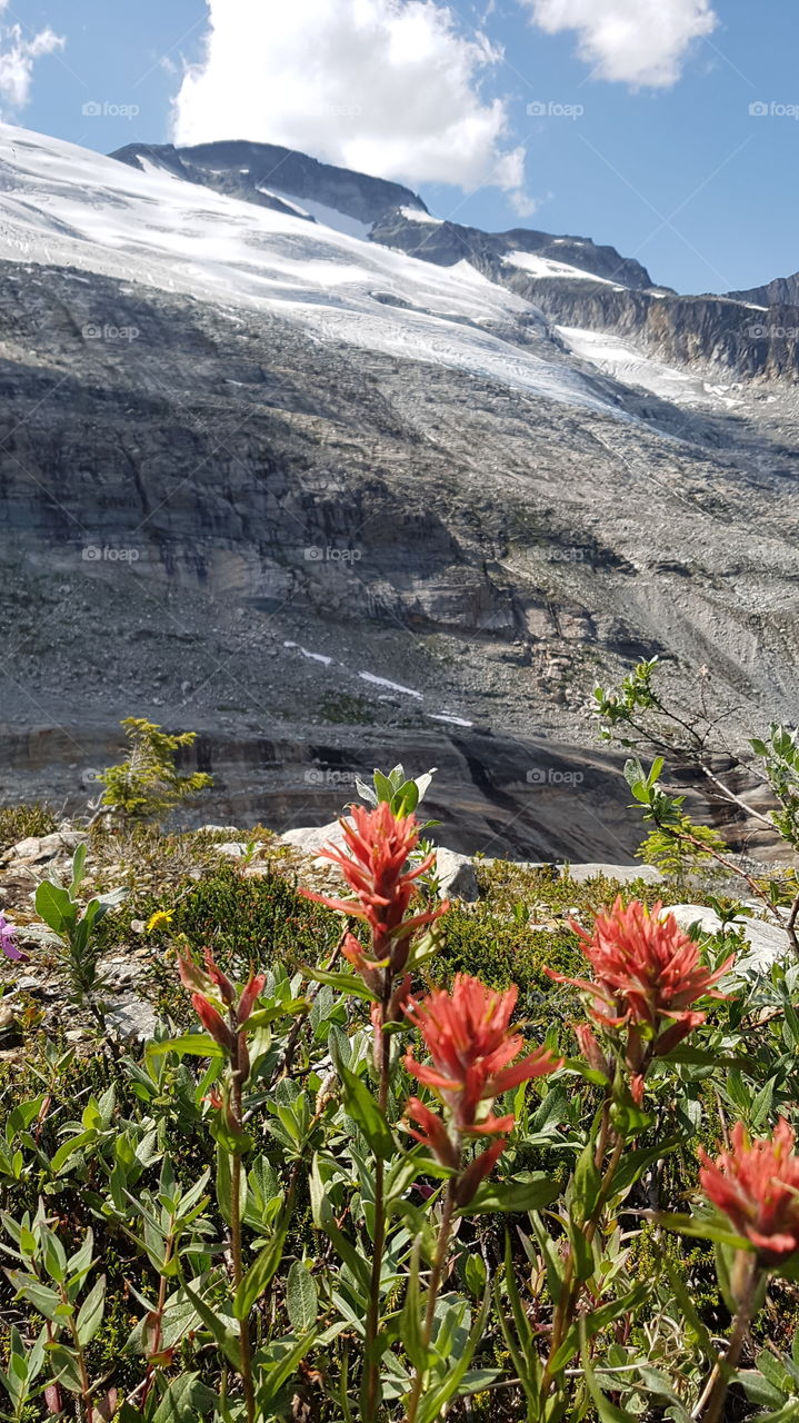 Glacier and red paintbrush flowers