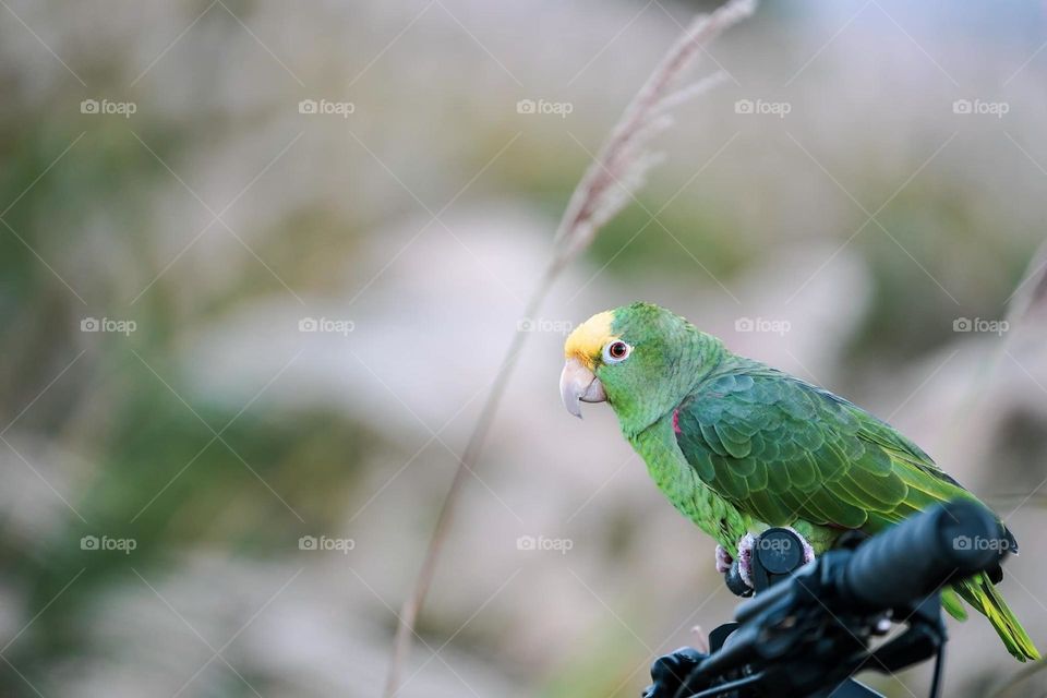 Beautiful and cute parrot bird