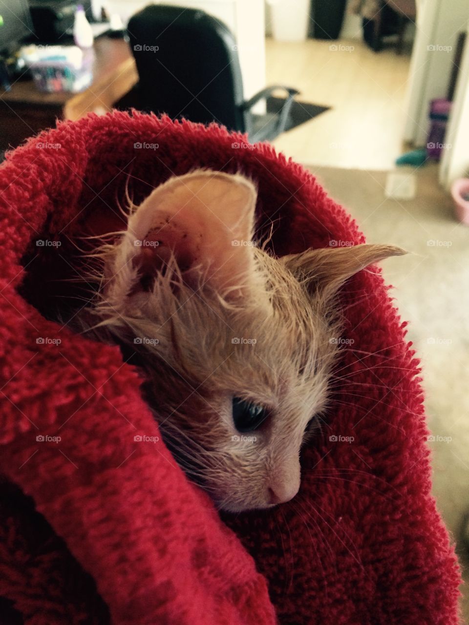 Bath time for kitty. Foster kitten four weeks old just after a bath