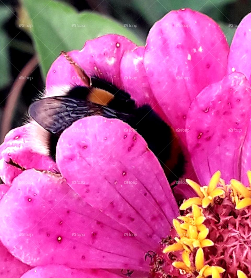 bumblebee  hidden between petals of pink zinnia