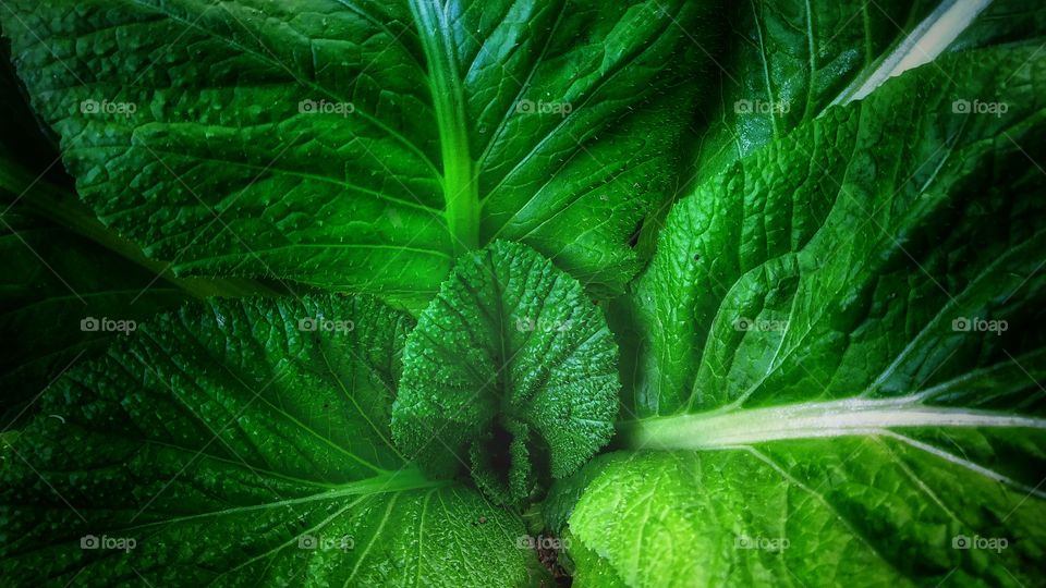 Vegetable leaf