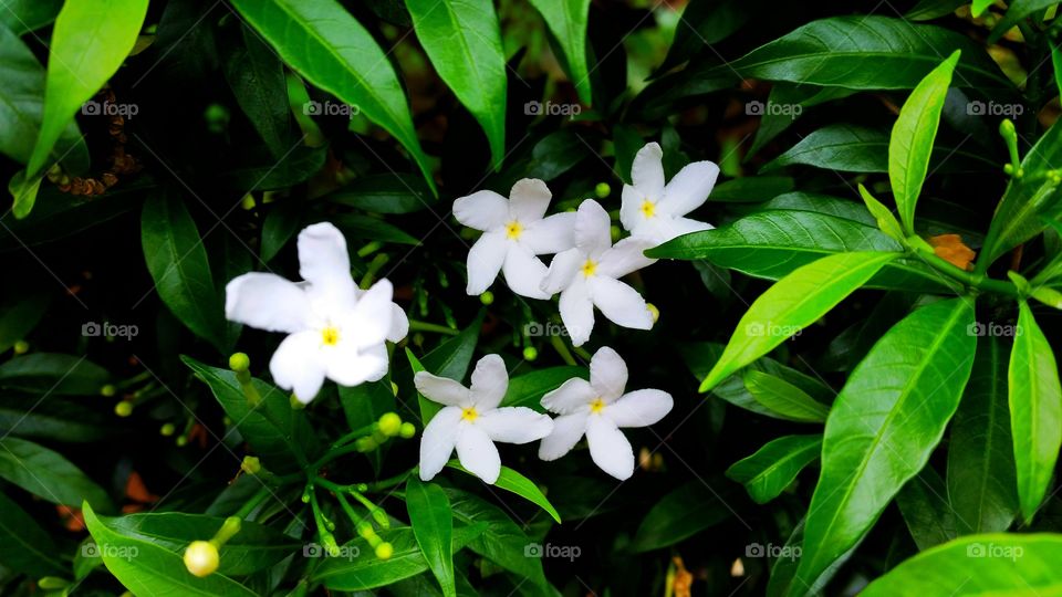 beautiful white flowers