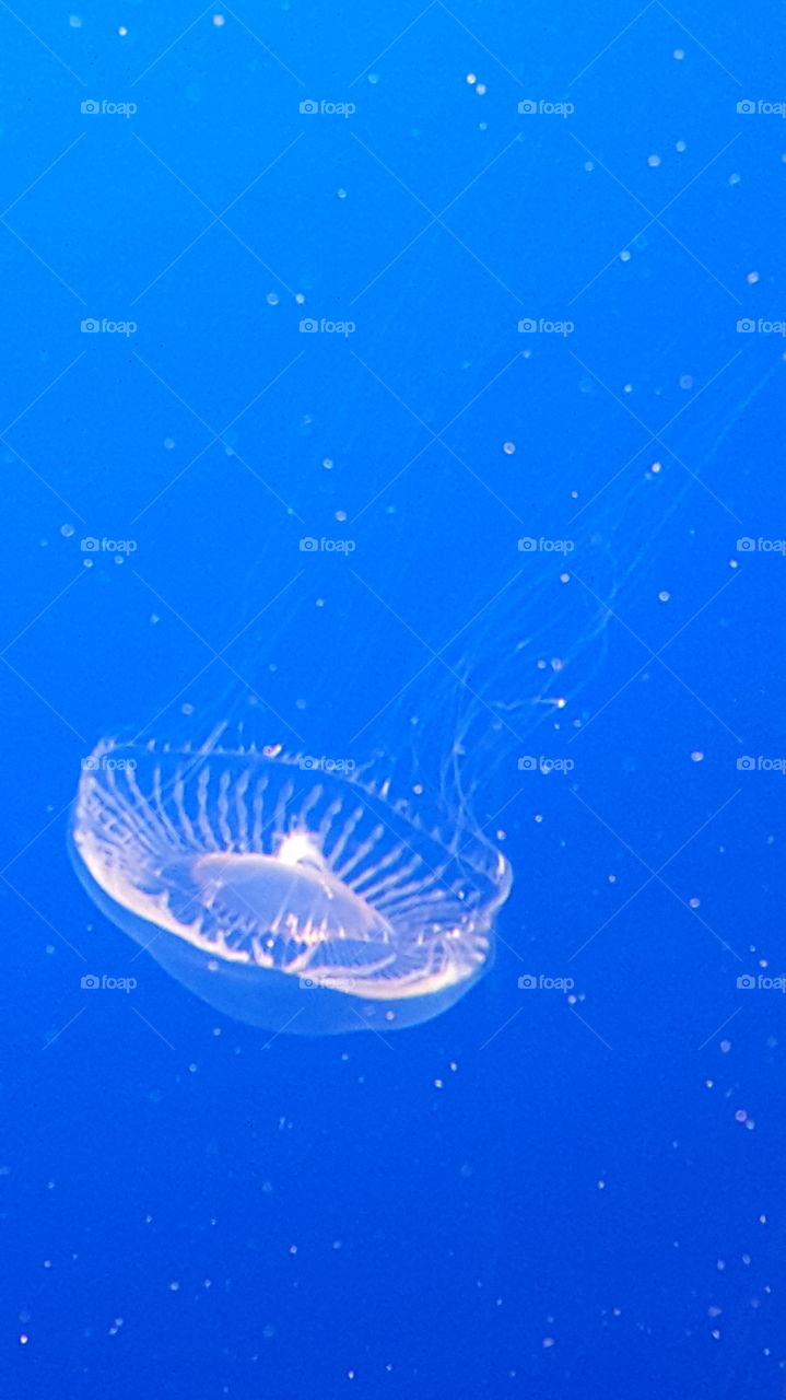 Single Jellyfish