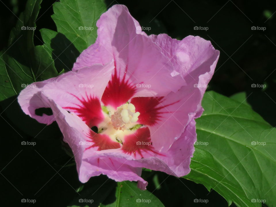 A Rose of Sharon.