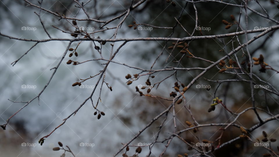 Sparse foliage in winter