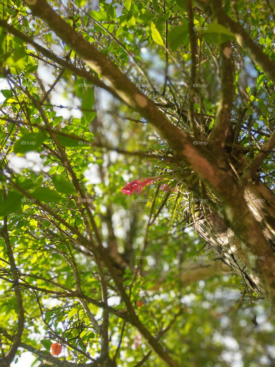 Airplant on a tree