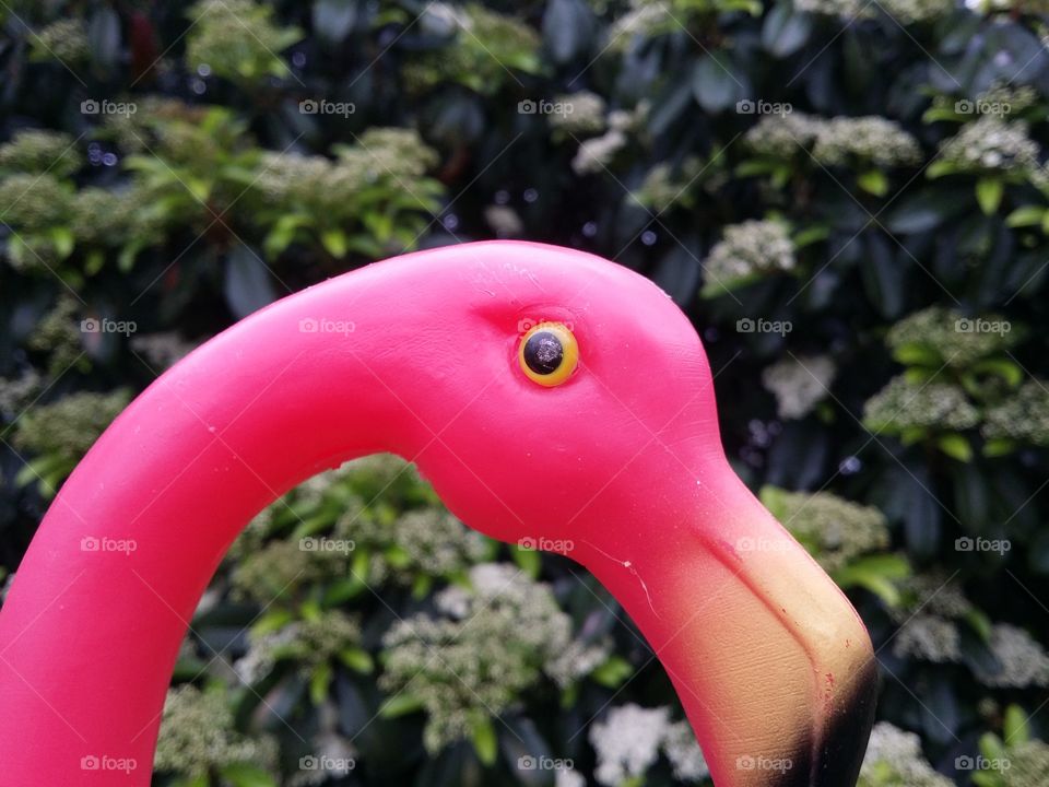 Pink Flamingo Face