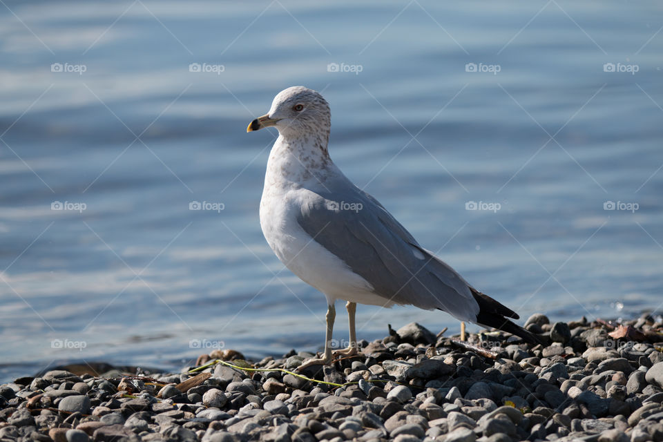 Bird, No Person, Water, Seagulls, Sea