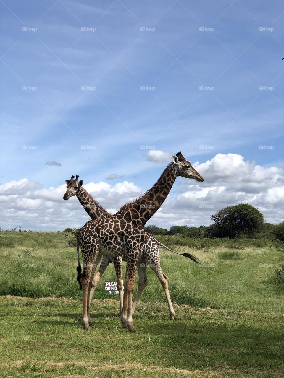 Giraffe Time, which way are you going?