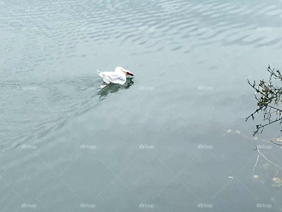 Seagull in the water