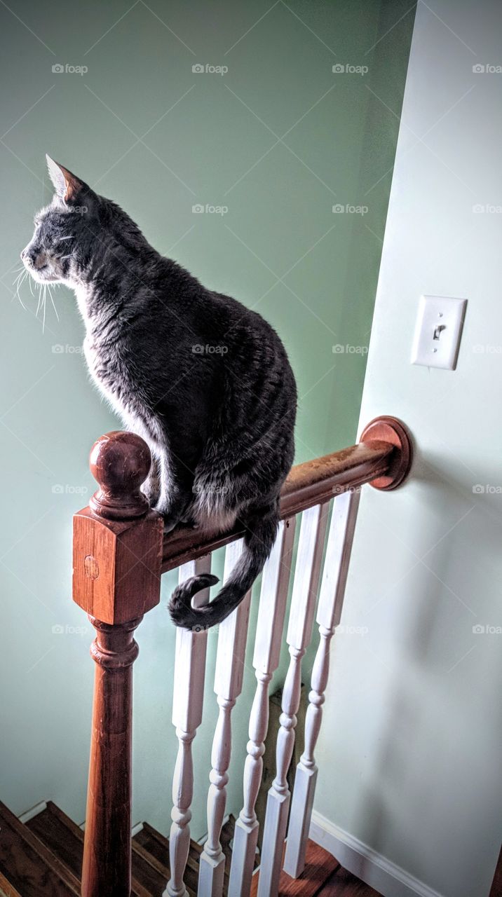 Curious Grey Cat On Bannister In Sunlight
