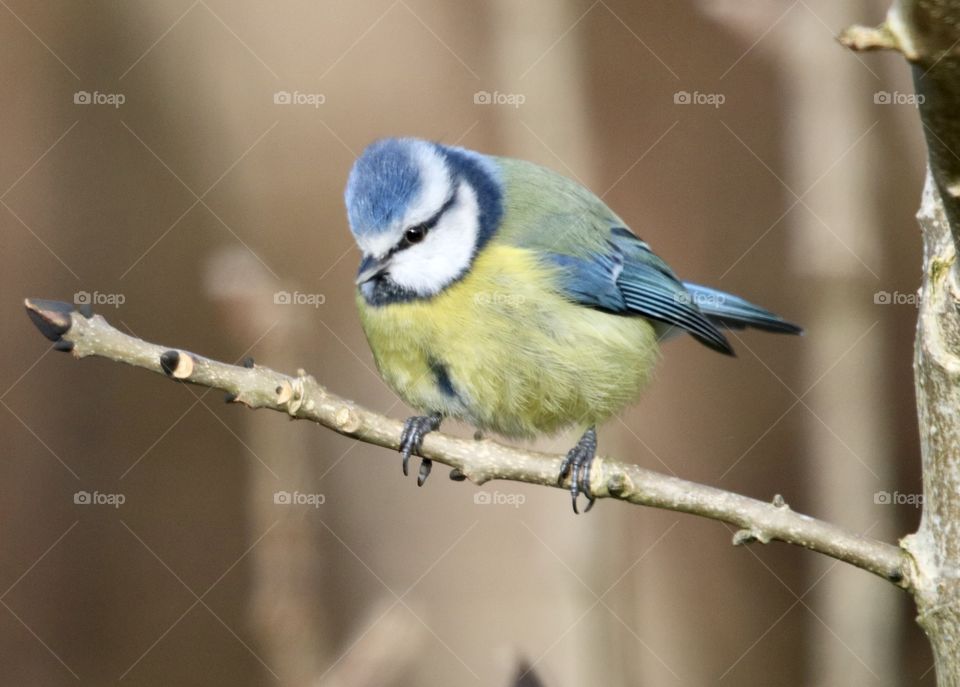 Blue tit