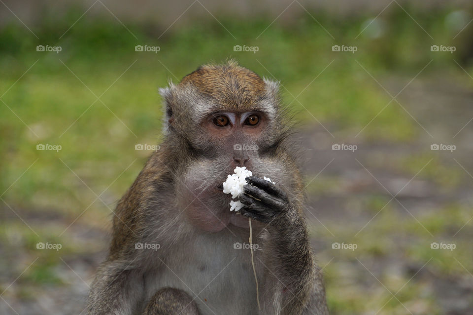 PHOTO STORY: A long-tailed ape when looking for food in a garbage can, Tuesday, December 25, 2018, in the Volcano Mountain area, Sleman, Yogyakarta. 

Photo: 5