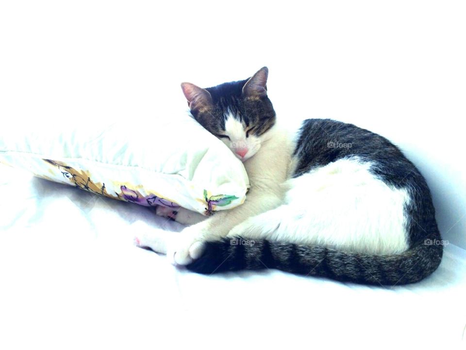 Sleepy Cat. a shiny day with sleepy cat