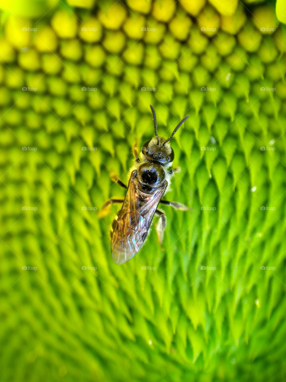 Closeup macro Honey bee insect on a sunflower