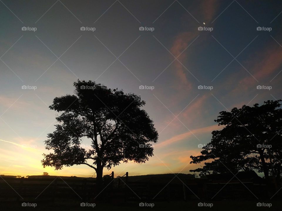 The moment when the sun goes down and the moon appears, still shy in the sky... The color is magnificent! The silhouettes of the trees give a romantic and mysterious tone to the air.