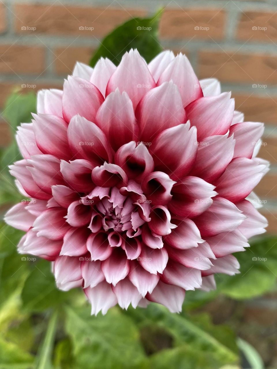 Dahlia