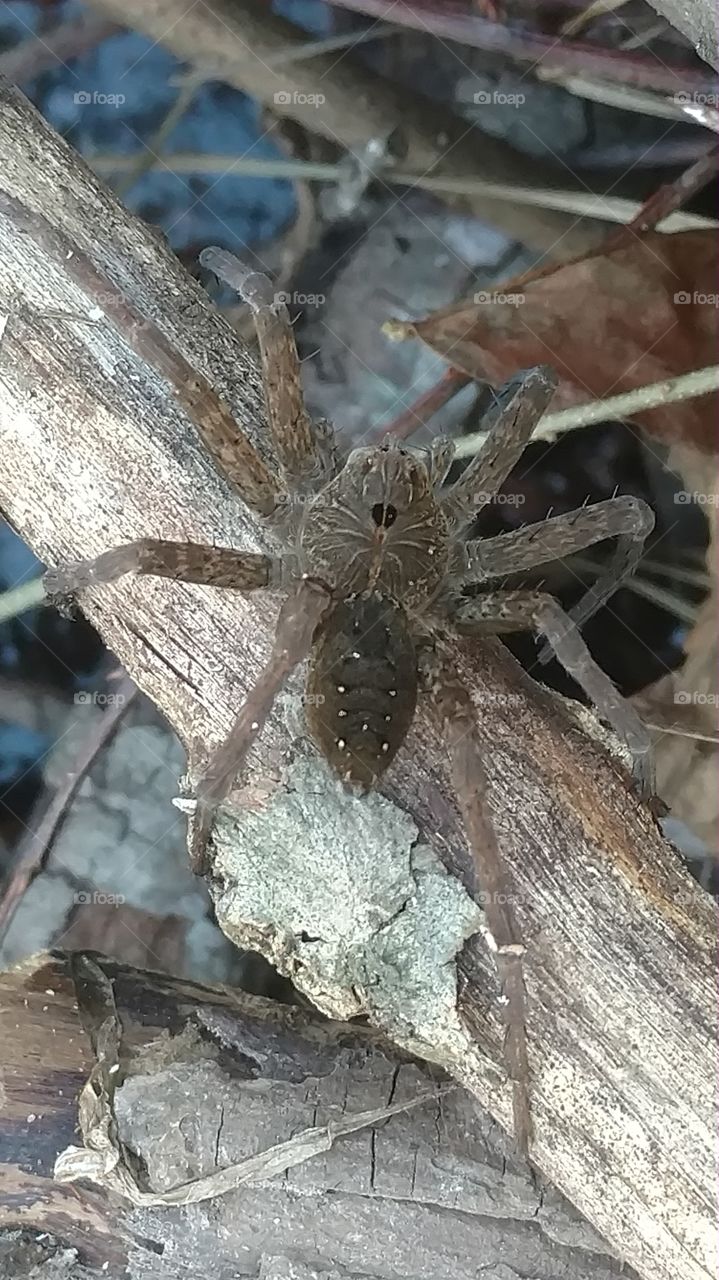 Nature, No Person, Insect, Winter, Closeup