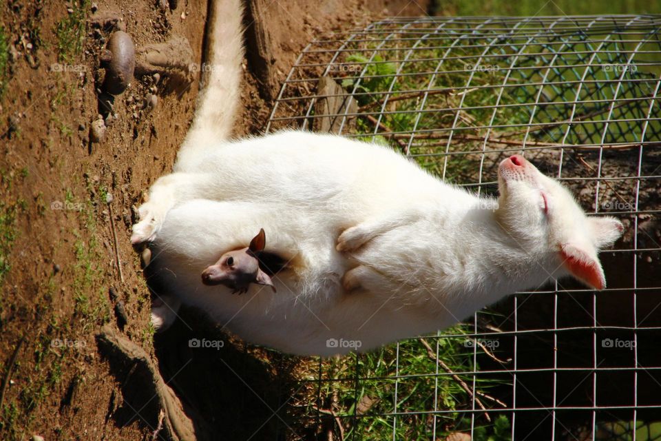 A albino kangaroo with a joey 