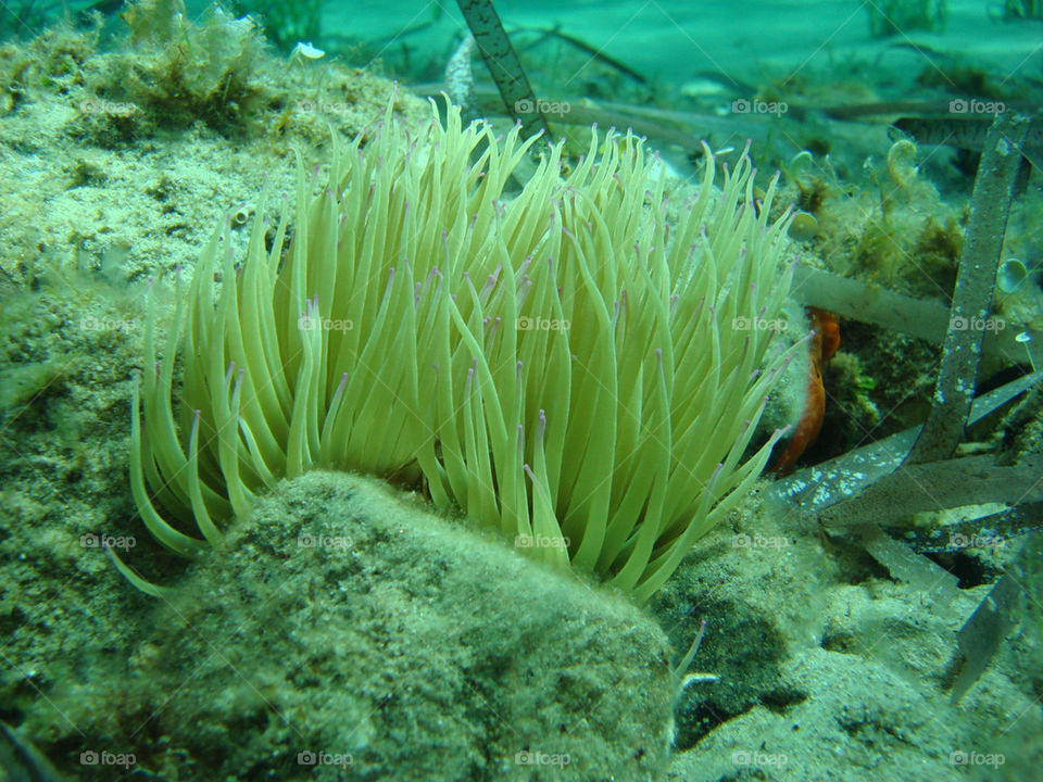 water sea coral deep by alex900