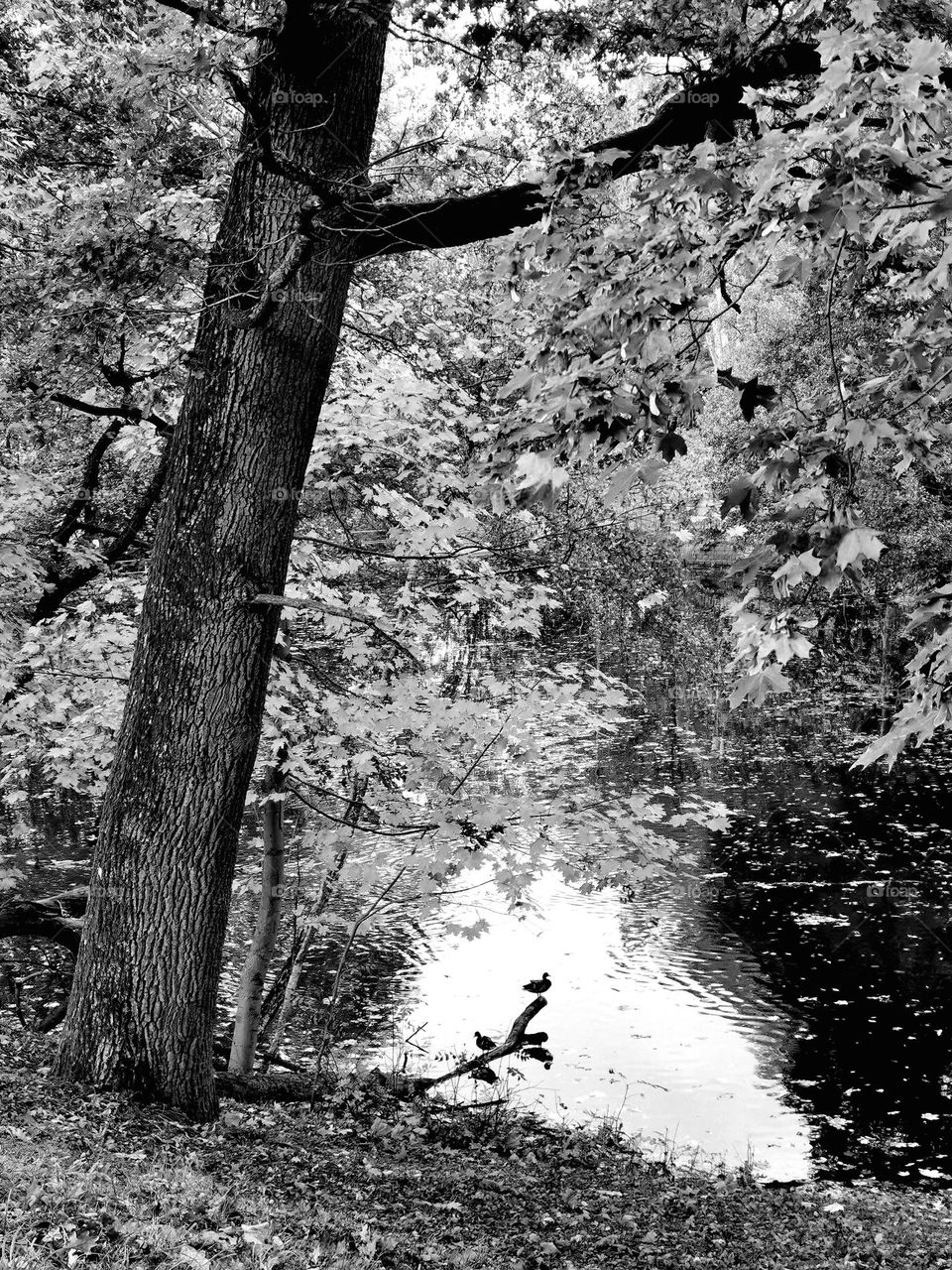 Bird on a branch