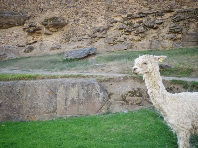 Lovely alpaca ~ 