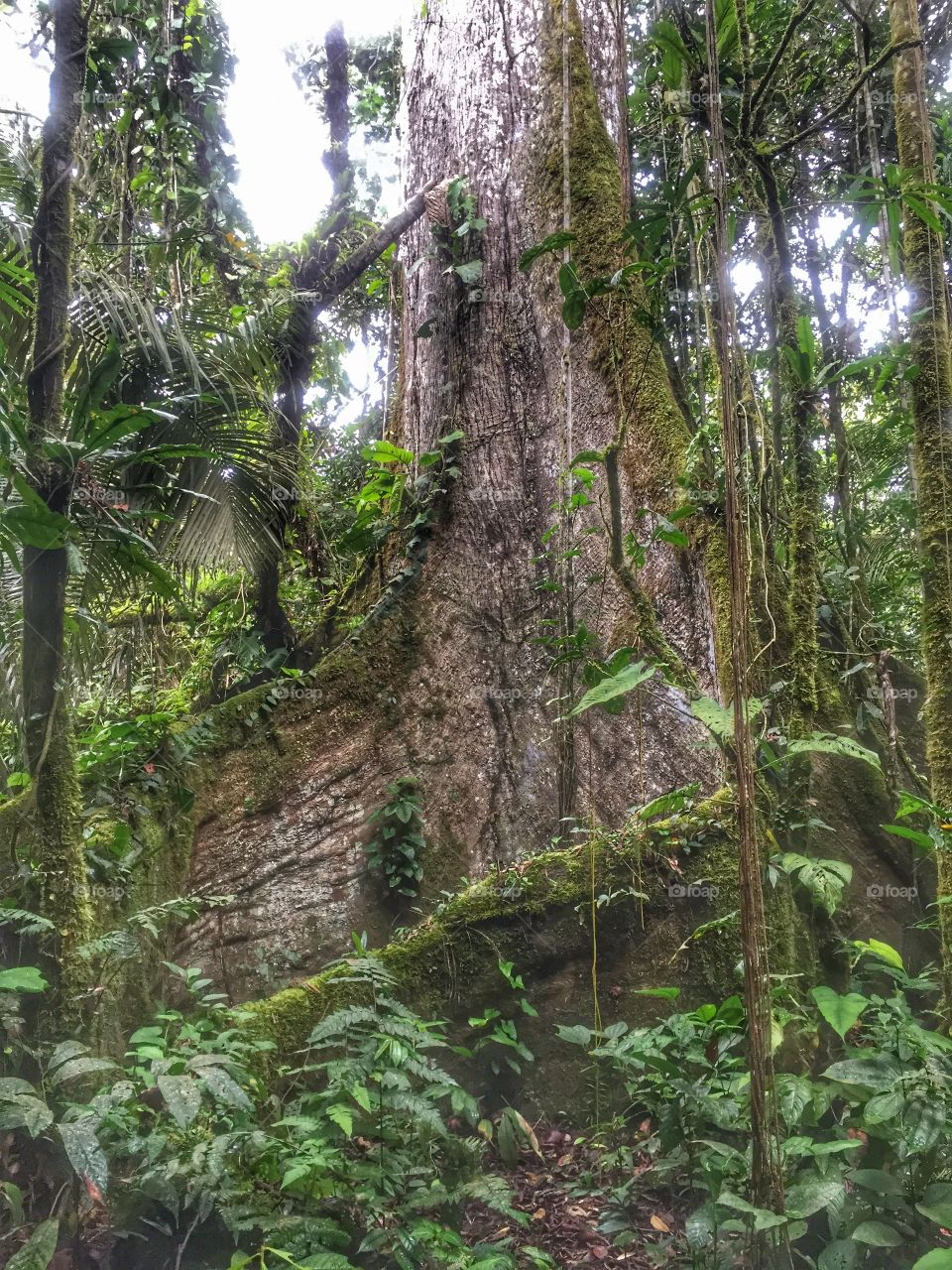 Kapok tree. Amazon rainforest 