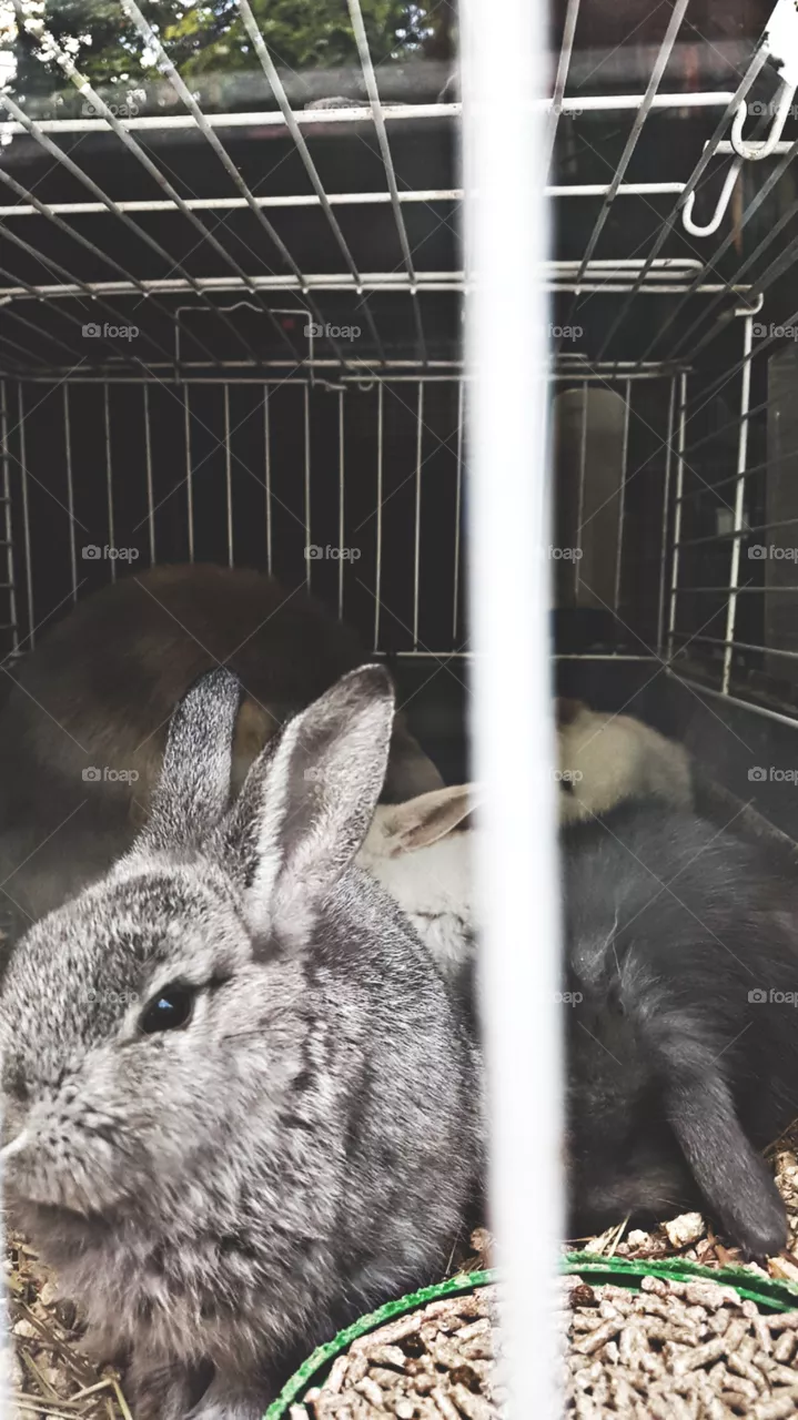 rabbit