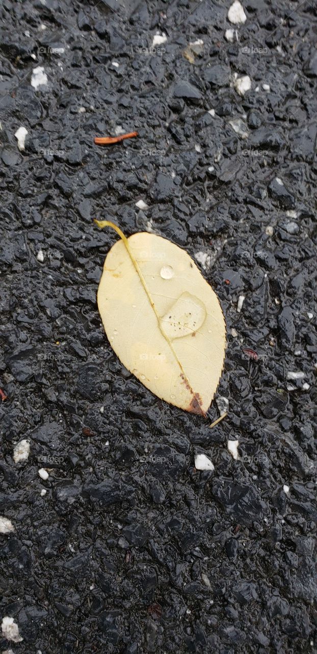 leaf on road with water droplet