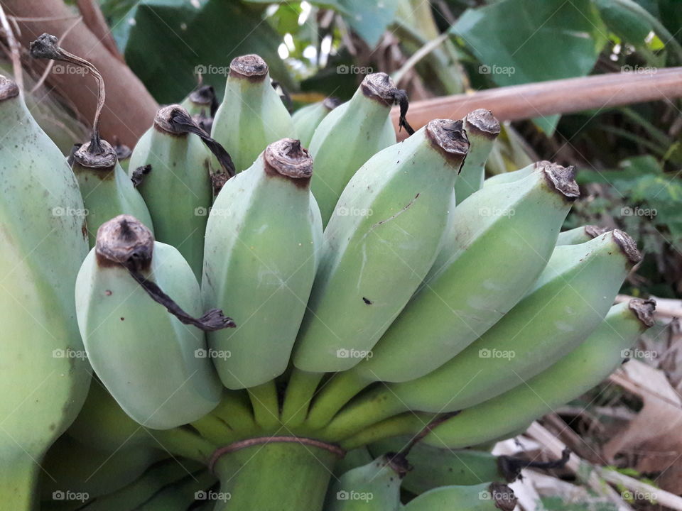 Banana, Fruit, Food, Grow, No Person