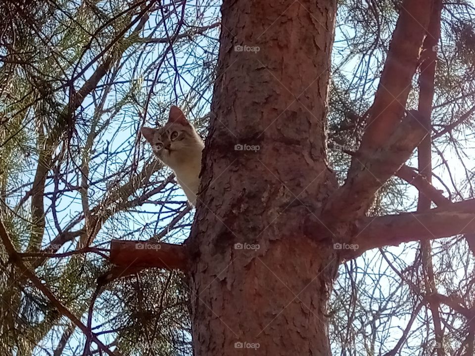 Cat on a tree 
