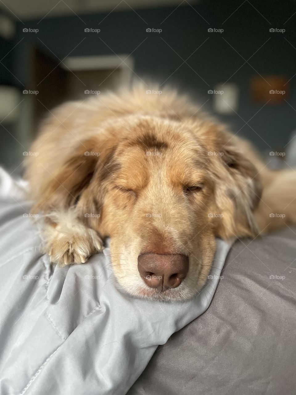 Sleepy pup resting his head on the bed.