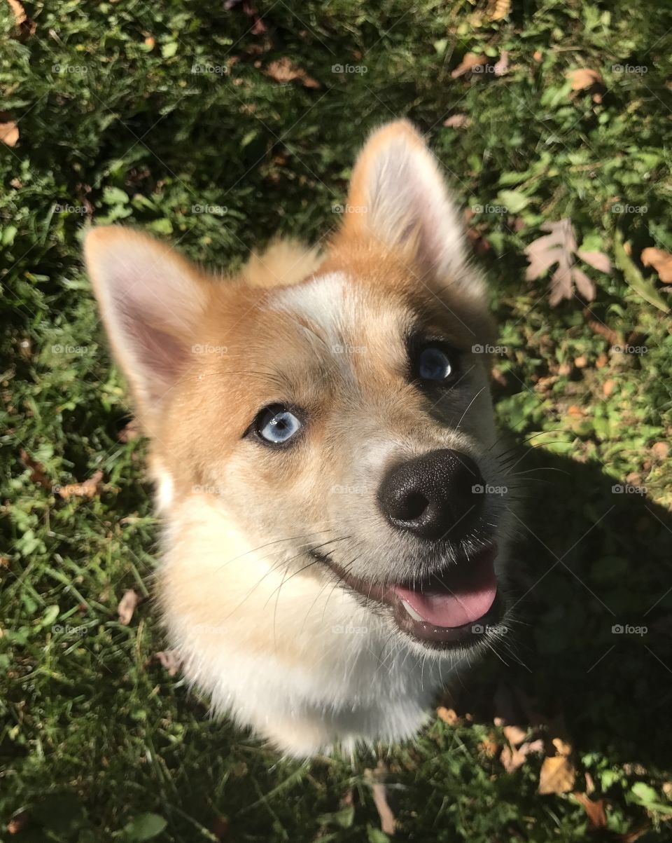 A Contagious Smile; Casper the Pomsky looking up and smiling for the camera with his cute, little nose nub, perky ears, and bright blue eyes. 