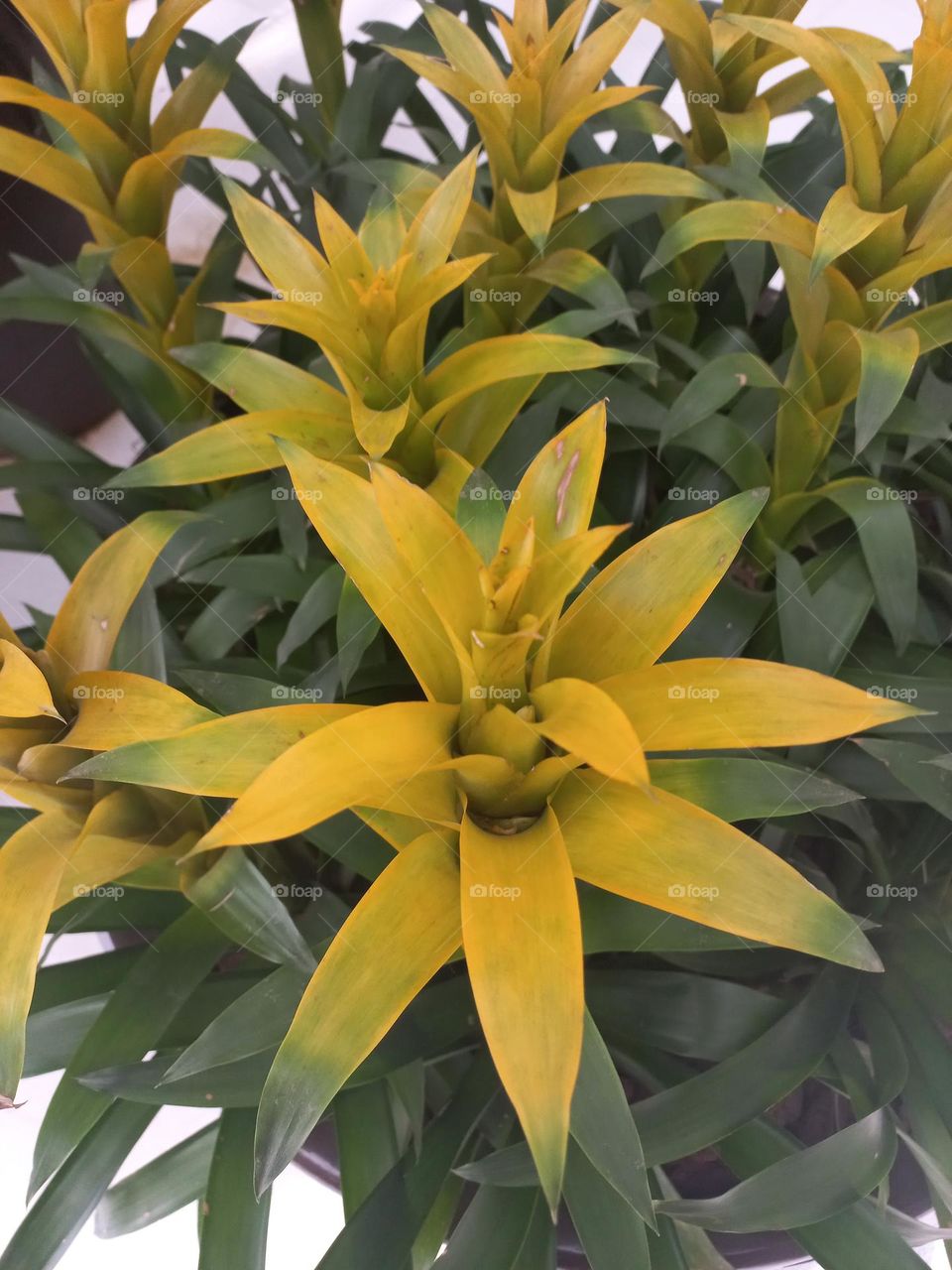 Bromélia  Guzmânia amarela é uma planta ornamental, com cores e beleza deslumbrante, que adiciona um toque especial  a qualquer ambiente, graças às suas folhas  perenes, longas,  delgadas  e inflorescências  brilhantes.