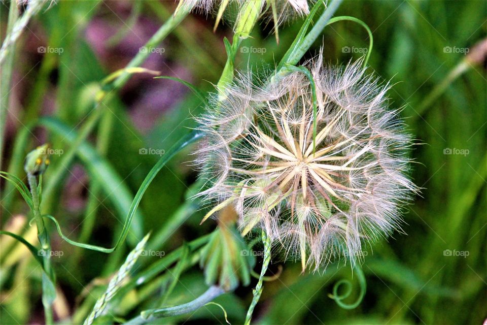 dandelion