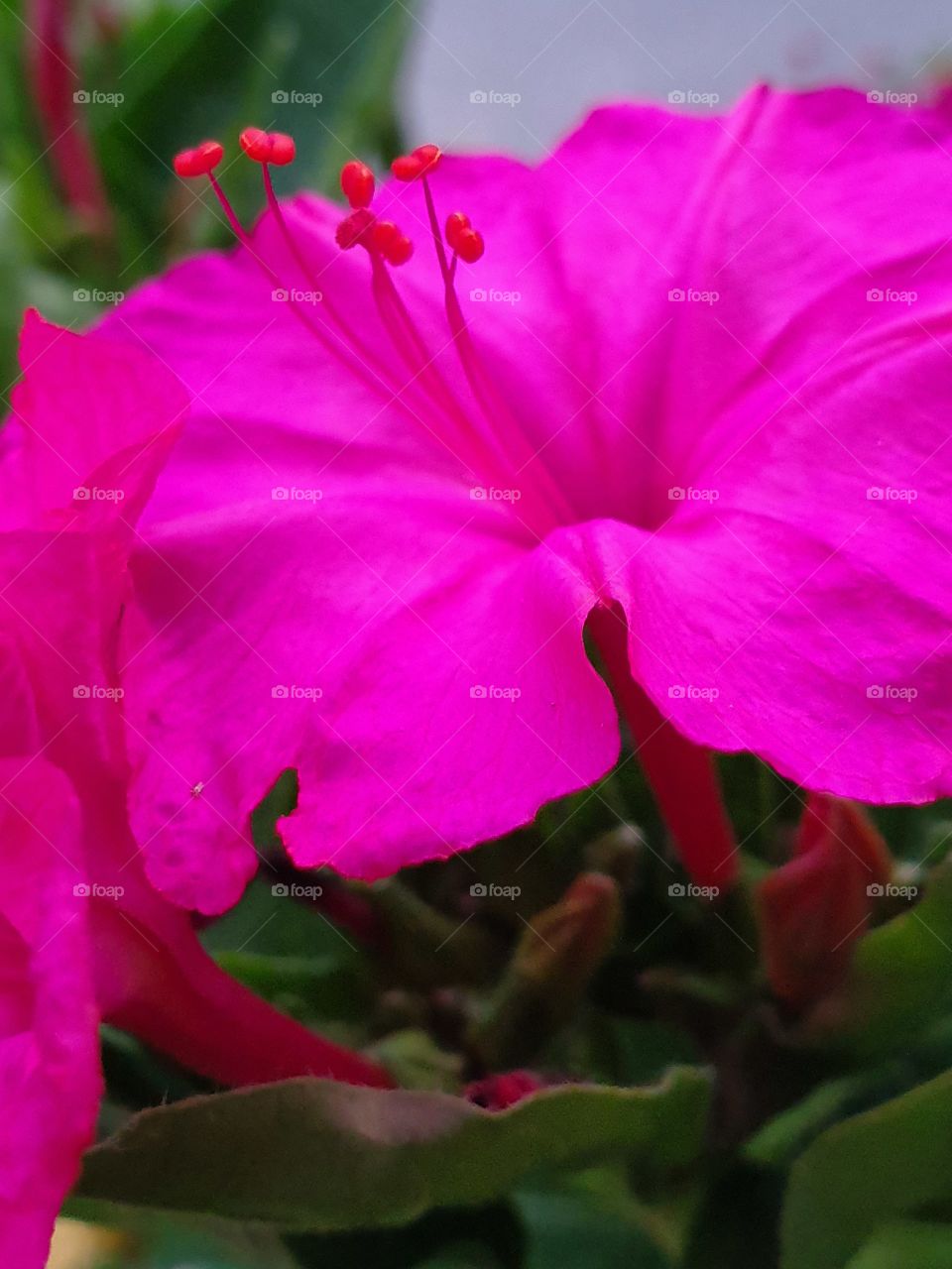 tender pink flower closeup