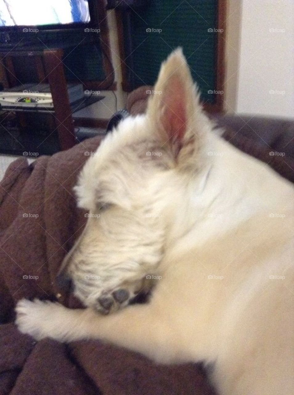 Sleepy Scottie