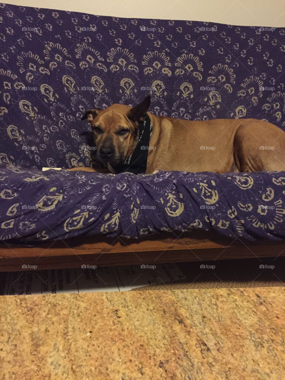 Dog, Furniture, Mammal, Bed, No Person