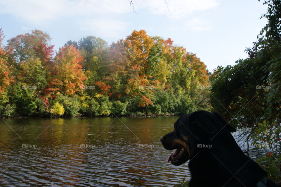 Water, Tree, River, Outdoors, No Person