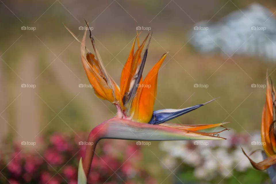 Strelitzia
