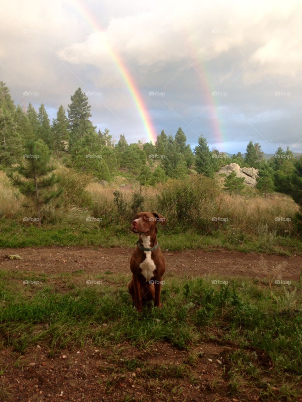 Double rainbow. A double rainbow after a brief rainstorm. Our dog makes the photo even more beautiful. 